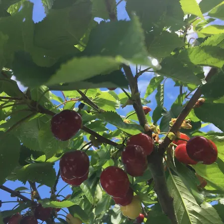 Casa Sant Angelo アパート ペザロ