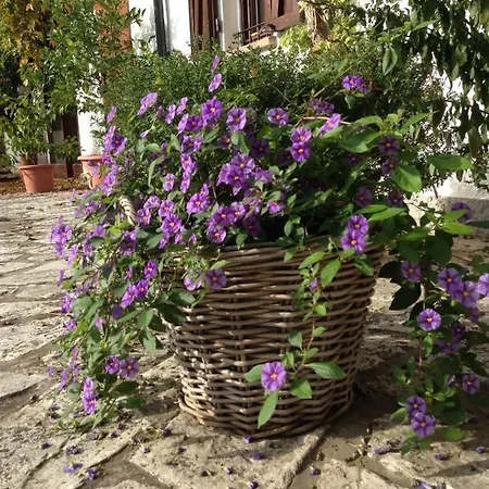 Casa Sant Angelo ペザロ