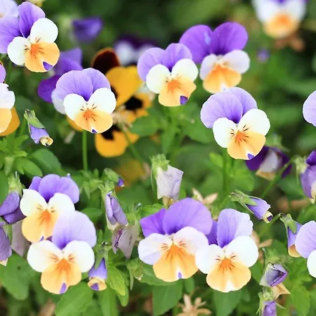 Casa Sant Angelo * ペザロ